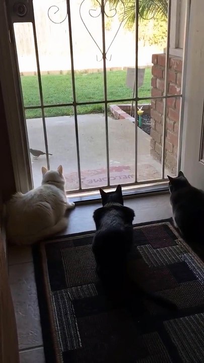 un chien effraie un groupe de chat