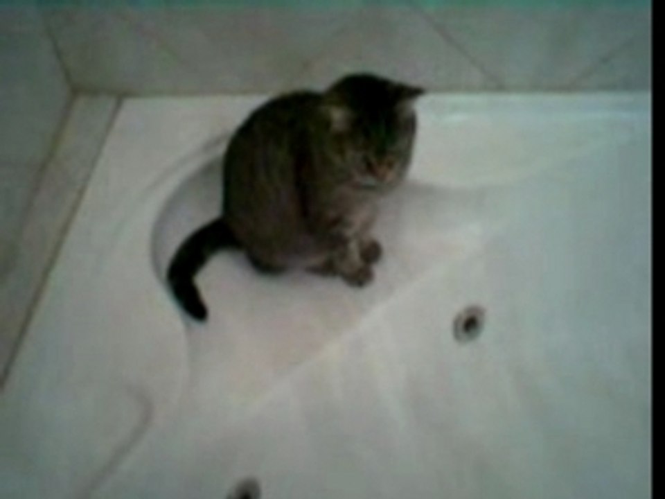 Video catbath