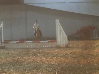 palomino 12hh first ridden pony club pon