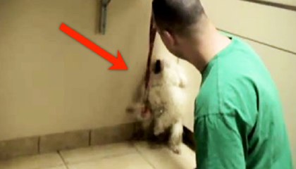 This Homeless Dog Had One Hour Left To Live… But Then Rescuers Made A BOLD Decision