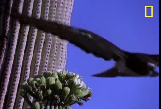 Red-Tailed-Hawk-vs-Rattler