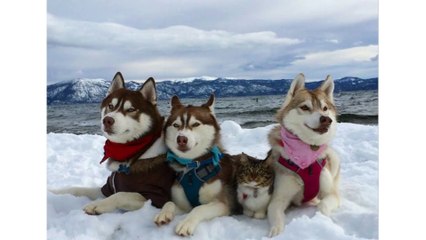 Grain and Gluten Free Dog and Cat Food with Zinc