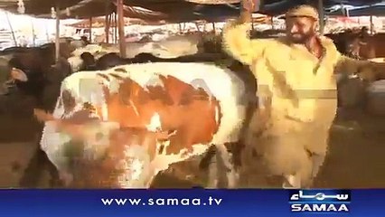 What Cow Did With Dealer Dancing On "Kala Chasma" It Will Make You Laugh