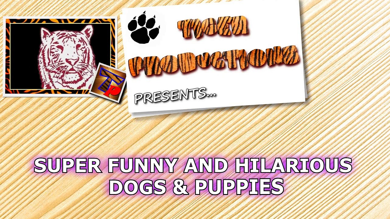 Dogs & puppies make us laugh no matter what! - Funny dog compilation