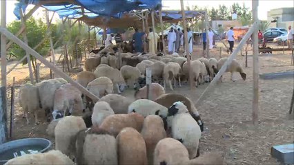 ارتفاع أسعار الأضحية بليبيا