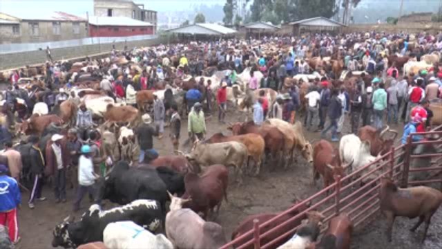 Etiyopya'da Yılbaşı ve Kurban Bayramı Hazırlıkları - Addis