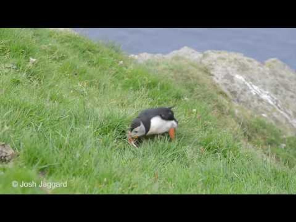 Very Determined Puffin Tries to Get a Feather Into a Hole
