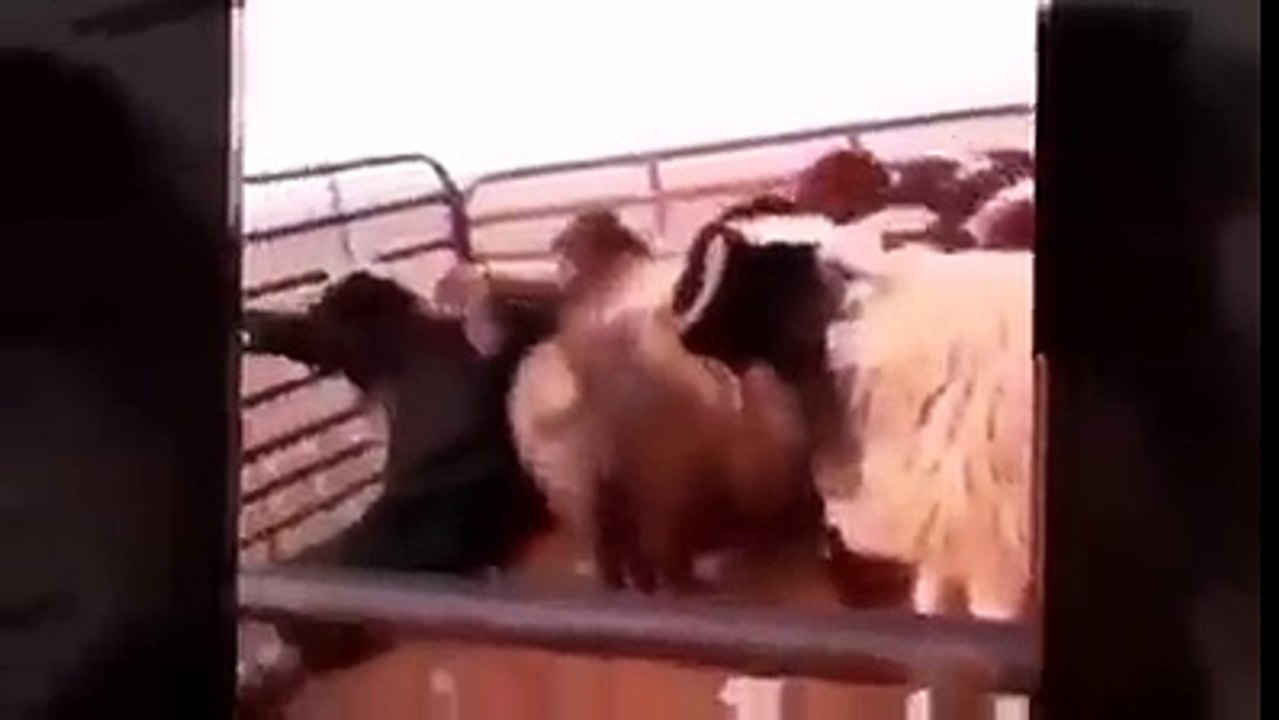Animal Attack