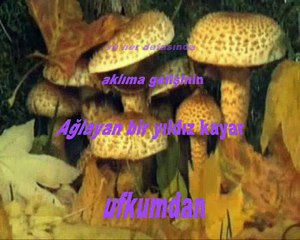 Sonbahar Sızısı-Şiir ve Klip Aynur AVCI