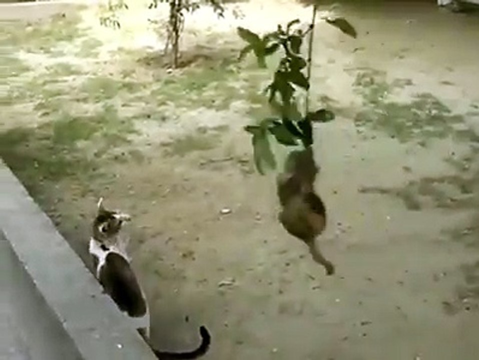 Best Friends