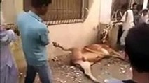 Querbani Cow Escaping Video - Video Dailymotion