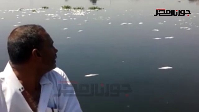 نفوق أطنان الأسماك بنيل الغربية