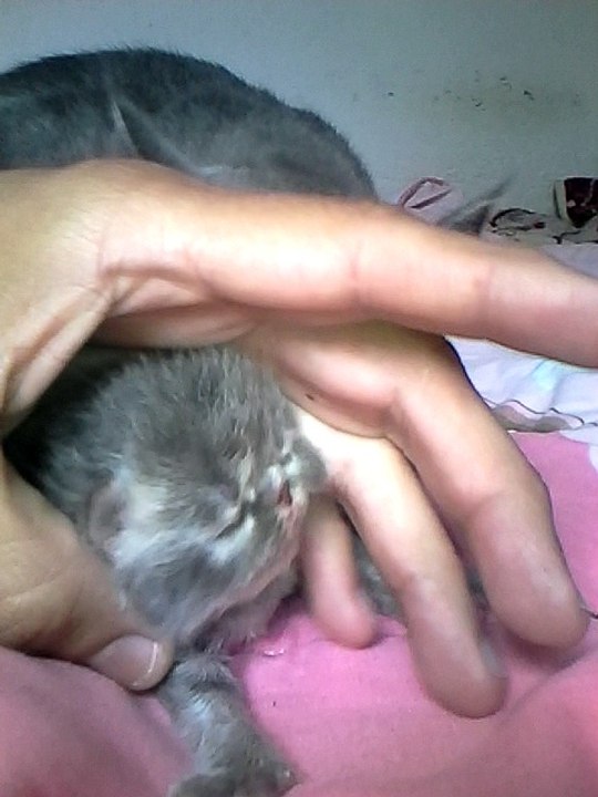 nuevo arrebatos de una gata mira lo que hizo