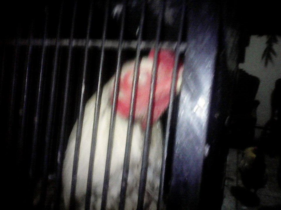 my pets