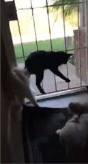 Voici comment un chien peut donner une peur bleue à des chats