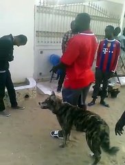 Eumeu Sène et son chien loup : Une amitié exceptionnelle 🐺