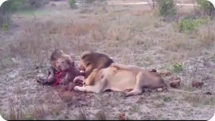 Most Amazing Wild Animal Attacks ,lion,hyenas, crocodiles, zebras
