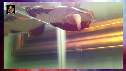 White Platinum Halfmoon Betta Fish