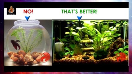 Guide for Betta Fish Tank Set Up