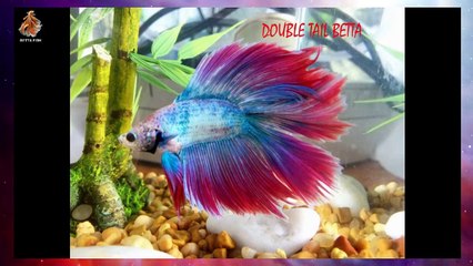 Discover the Different Types and Names of Betta Fish 🐟