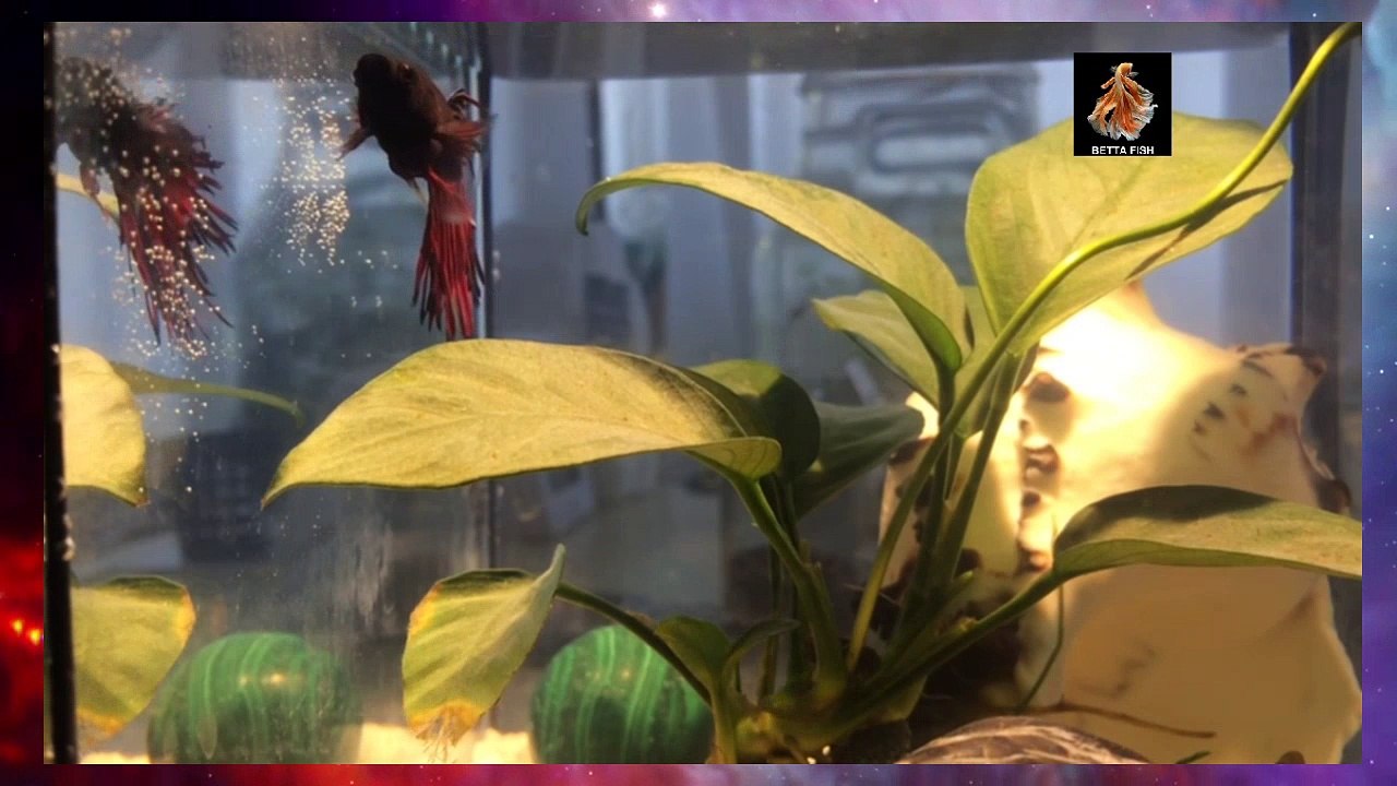 Watching Betta Fish Together