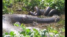---World's Biggest Python Snake Found in India ❖ Biggest Snake Of The World 2016 ❖ CRAZIEST Animals