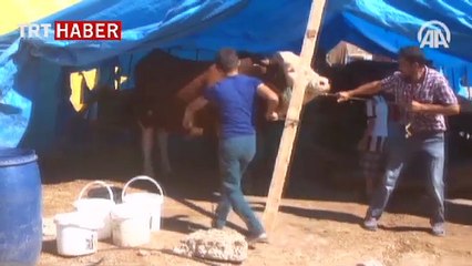 Kurbanlık "Polat" ve "Cahit" alıcılarını bekliyor