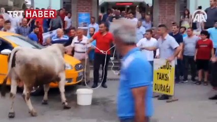 Ahırdan kaçan boğa