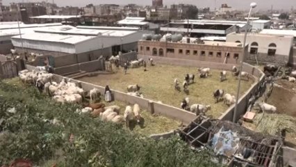 Yemen'de Kurban Bayramı Hazırlıkları