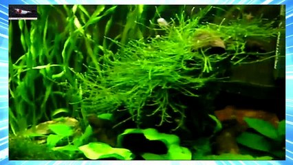 Red Bee Crystal Red Shrimps