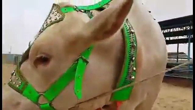 cow mandi 2016 cow qurbani - eid ul adha - cow qurbani 2016 eid ul adha natok 2016