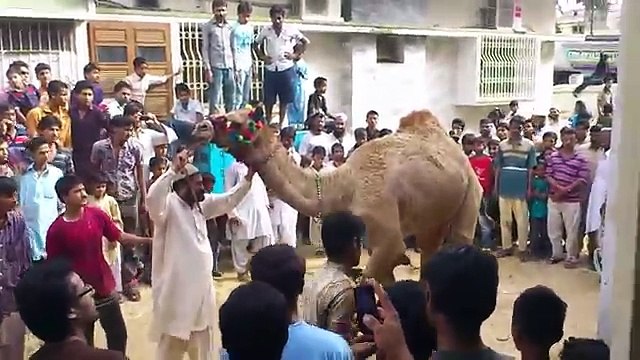 Cow Qurbani - 2016 - Anari Qasai - Eid ul adha - cow qurbani anari qasai qurbani