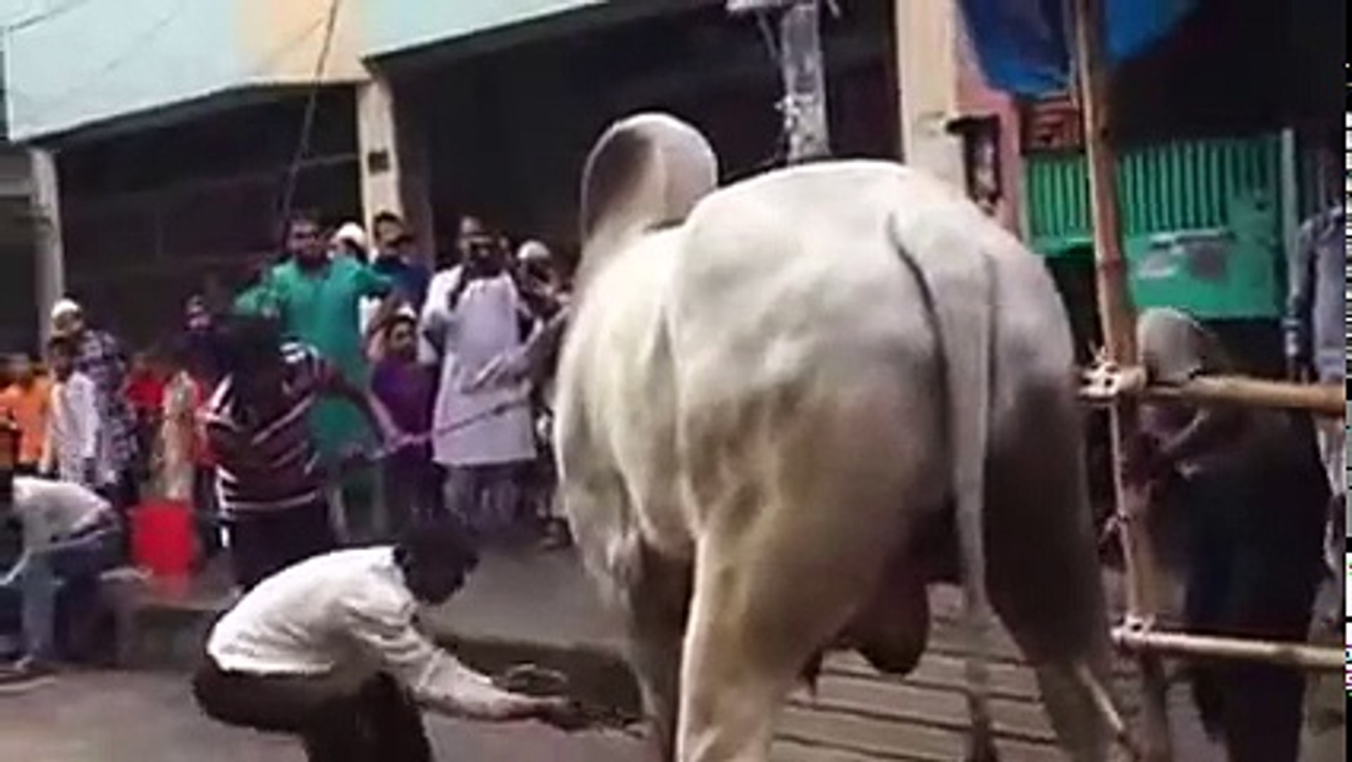 ⁣Qurbani Cow funny clips 2016-Qurbani Cow funny videos-Awesome Cow bakra kick-Men vs Cow-Youtube