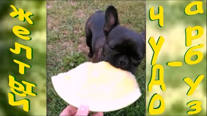 Желтый арбуз.Этот чудо-арбуз и собакам мил на вкус.