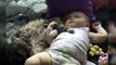 Funny animal videos: Best Of Cats And Dogs Protecting Babies