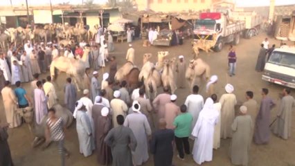 Mısır'da Kurban Bayramı Hazırlıkları