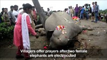 Two Indian elephants electrocuted in tea garden