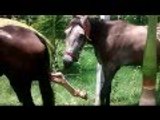 Funny Videos : world most Funny Animal Horse Kicking Up Video