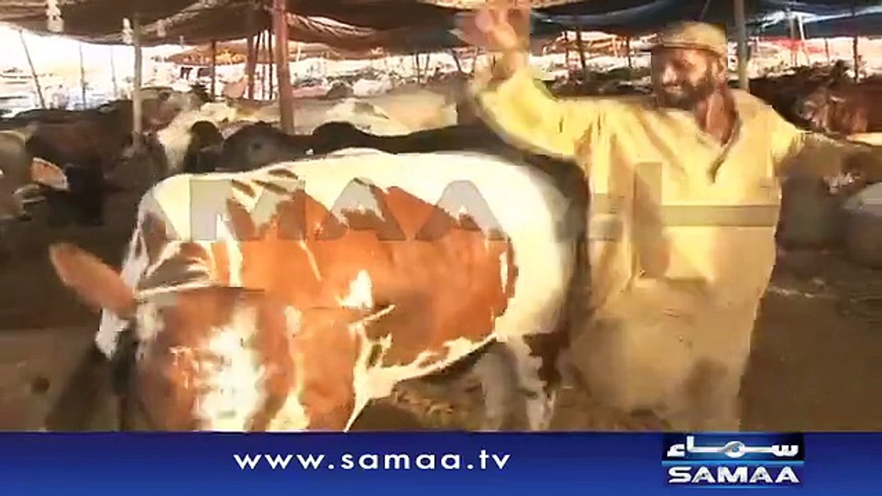 What Cow Did With Guy Dancing On Kala Chashma Will Make You Laugh