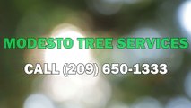 Tree Service Modesto CA - Tree Trimming, Tree Removal & Stump Grinding
