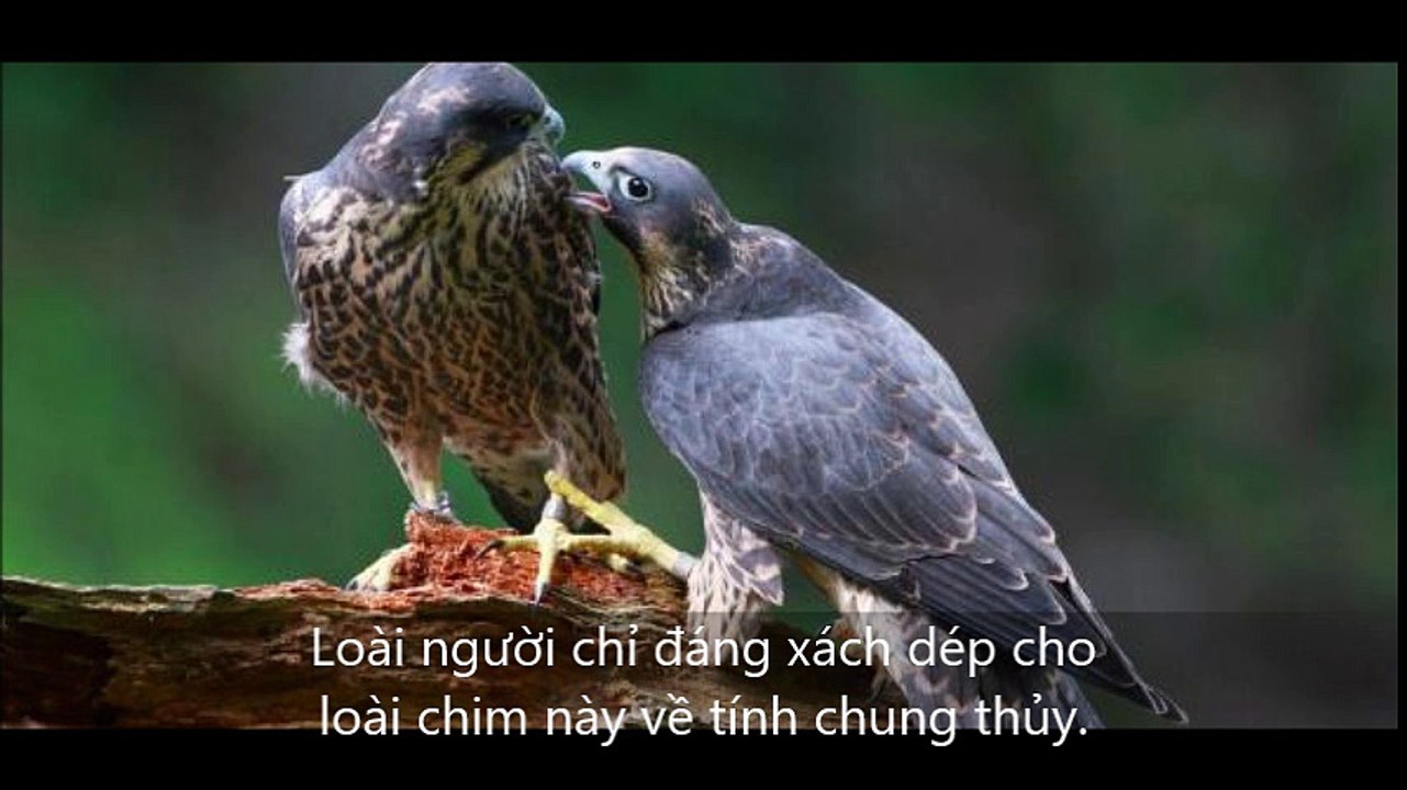 Loài người chỉ đáng xách dép cho loài chim này về tính chung thủy