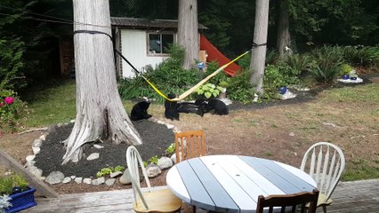 Des oursons trop mignon