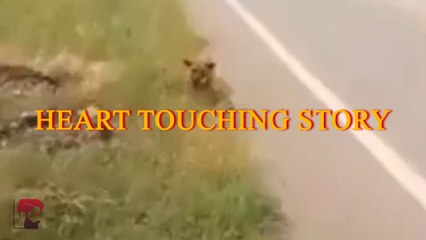 Heart touching story of Dog Mother