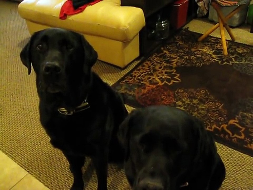 Funny Dog snitches on sibling. Who stole the cookie?