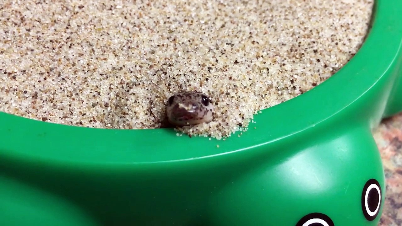 Waffle gets a boop