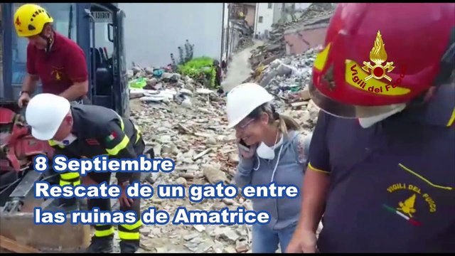 Rescatados dos gatos entre las ruinas 16 días después del terremoto de Italia