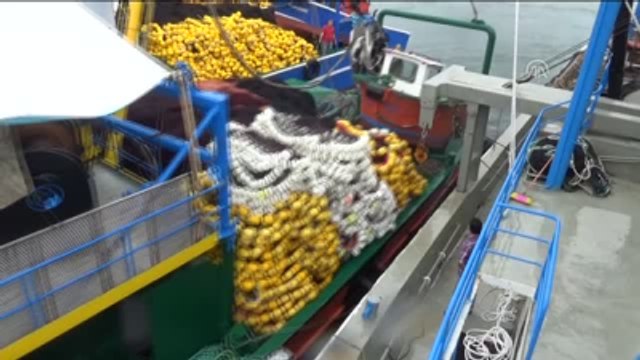 Sinop'ta Avlanan Palamut Ordu'da Tezgahları Süslüyor