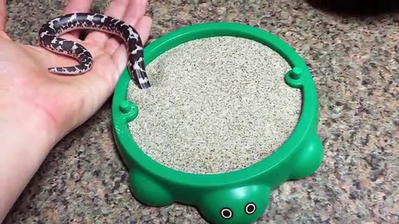 Un serpent joue dans un bac à sable