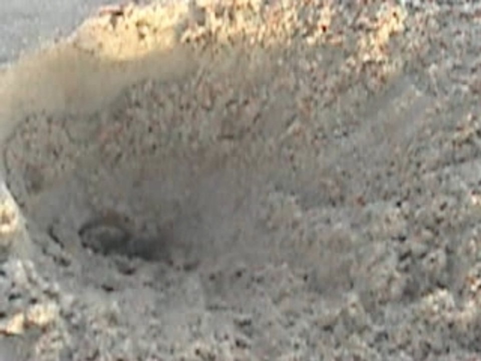 Guyane bébé tortue luth