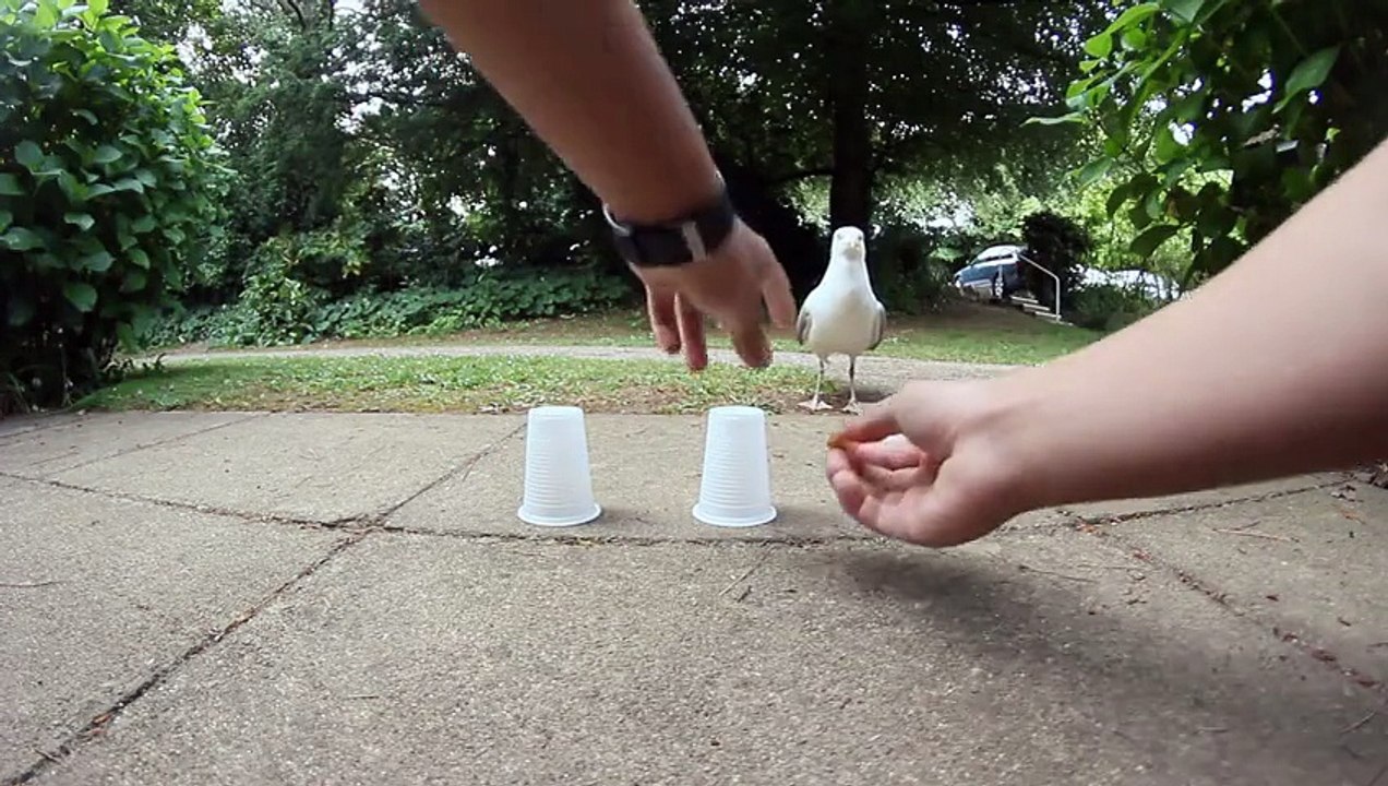 Il joue au jeu des verres avec un goéland et l'oiseau gagne à chaque fois